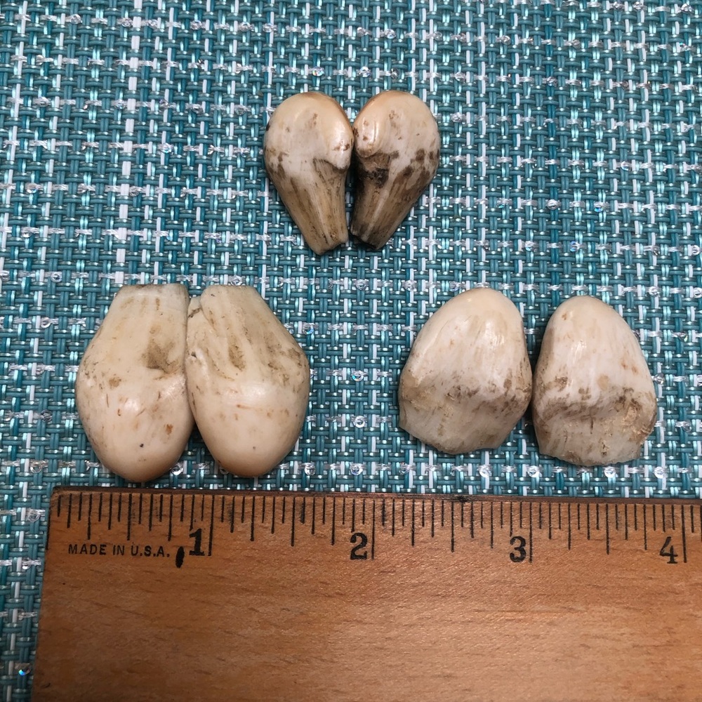 Elk Ivory Teeth